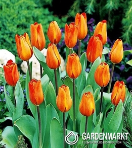 Tulpe Orange 5 St.