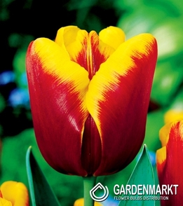 Tulpe Weinrot Gelb 10 St.