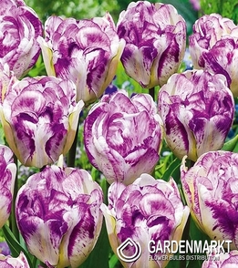 Tulpe Wei? Violett 5 St.