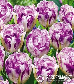 Tulpe Wei? Violett 10 St.