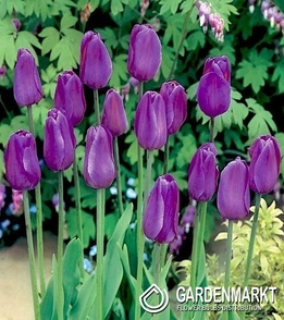 Tulpe Violett 5 St.