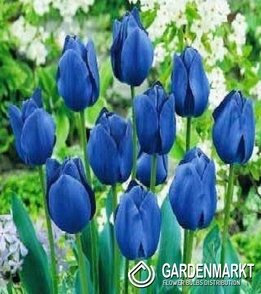 Tulpe Blau 100 St.