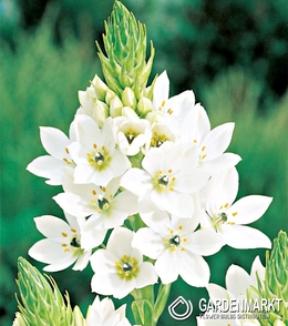 Ornithogalum Thyrsoides Milchstern 10 St.