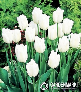 Tulpe Wei? 100 St.
