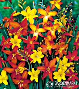 Crocosmia Mix 10 St.