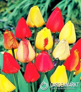 Darwin Hybrid Tulpe Mix 25 St.