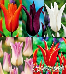 Lilia Tulpe Mix 10 St.