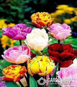 Gefüllte Tulpe Mix 10 St.