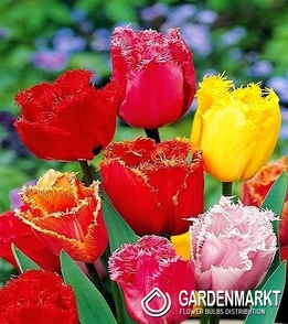 Gefranste Tulpe Mix 25 St.