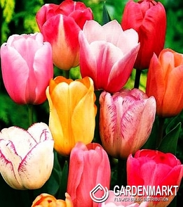 Triumph Tulpe Mix 10 st.