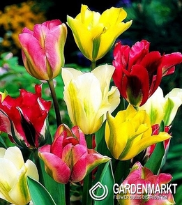 Viridiflora Tulpe Mix 10 St.