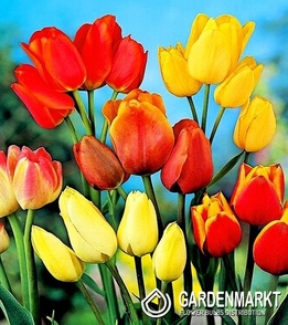 Mehrblütige Tulpe Mix 25 St.