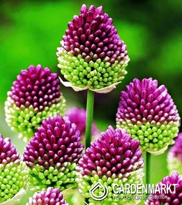 Allium Sphaerocephalon 10 St.