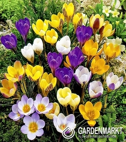 Krokus Mix 200 St.