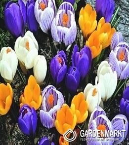 Großblumiger Krokus Mix 200 St.