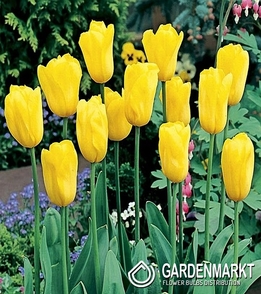 Tulpe für kg Gelb 1 kg