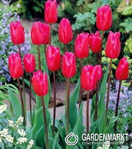 Tulpe für kg Rosa 1 kg