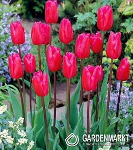 Tulpe für kg Rosa 1 kg