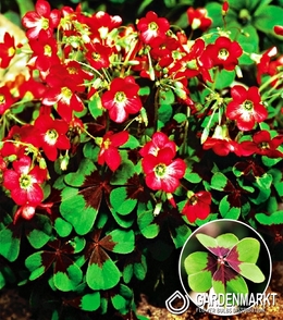 Oxalis Deppei 20 St.