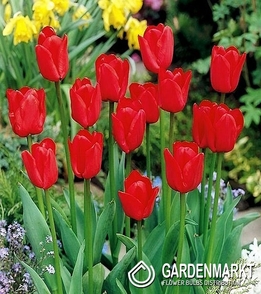Tulpe für kg Rot 1 kg