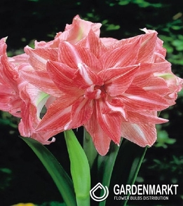 Hippeastrum Amaryllis Lady Jane 1 St.