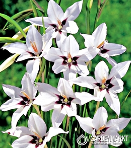 Acidanthera Gradioli Callianthus 10 St.