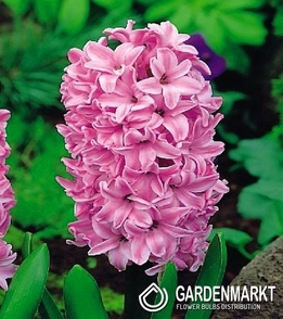 Hyazinthe für kg Rosa 1 kg