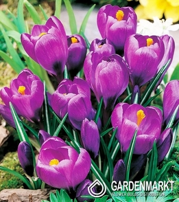 Krokus Violett 100 St.