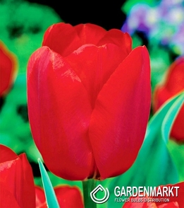 Tulpe Bastogne 25 St.