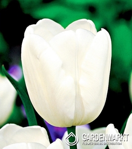 Tulpe White Dream 25 St.