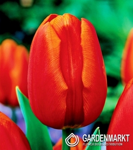 Tulpe Orange Cassini 25 St.