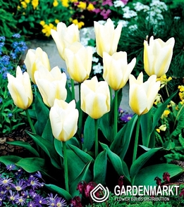 Tulpe White Purissima 25 St.