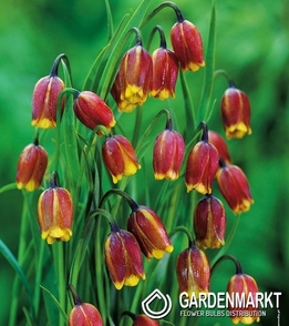 Fritillaria Uva Vulpis 50 St.