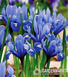 Zwergiris Iris Reticulata 50 St.
