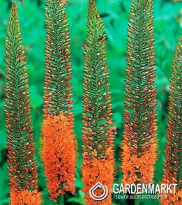 Eremurus Steppenkerze Cleopatra 1 St.