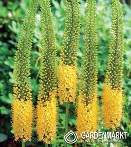 Eremurus Steppenkerze Pinokkio 1 St.