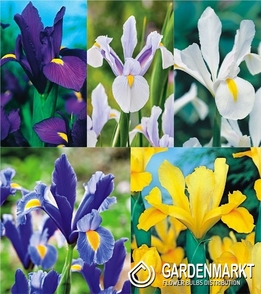 Eingestellt Holländiche Iris