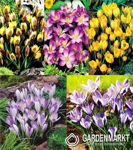 Eingestellt Frühlingskrokus "3"