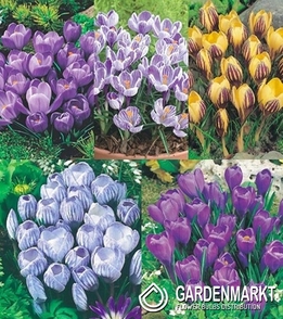 Eingestellt Frühlingskrokus "5"