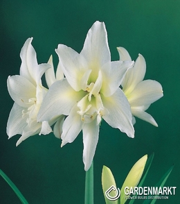 Hippeastrum Amaryllis Jewel 1 St.