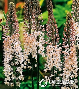 Eremurus Steppenkerze Robustus 1 St.