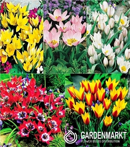 Eingestellt Tulpe Botanische 2