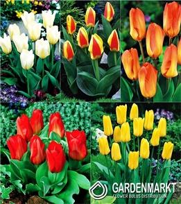 Eingestellt Tulpe Klein Fostera