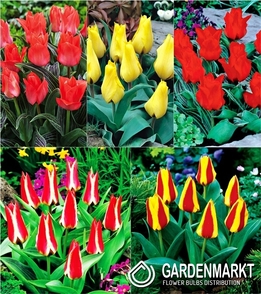 Eingestellt Tulpe Klein Greiga