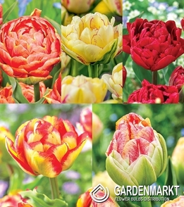 Eingestellt Gefüllte Tulpe 11