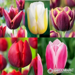 Eingestellt Triumph Tulpe "12"