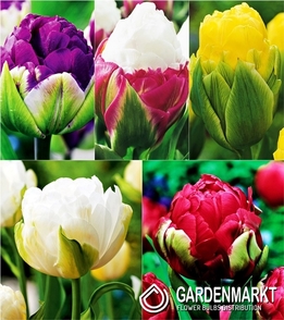 Eingestellt Tulpe Eis 1