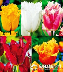Eingestellt Fetzen Tulpe "1"