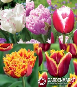 Eingestellt Fetzen Tulpe