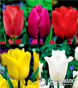 Eingestellt Tulpe Triumph "4"